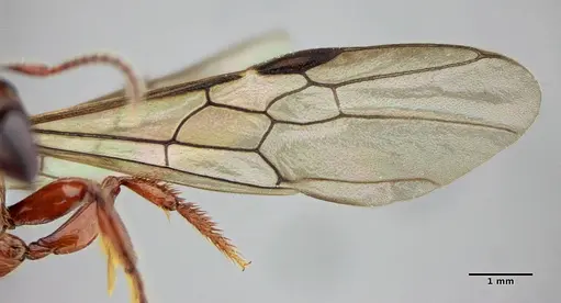 Centromyrmex gigas - UFV-LABECOL-007302