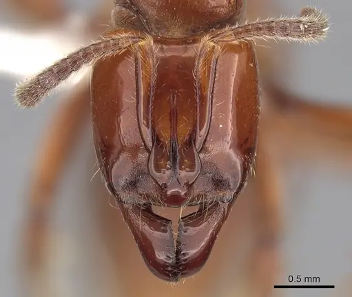 Centromyrmex hamulatus specimen