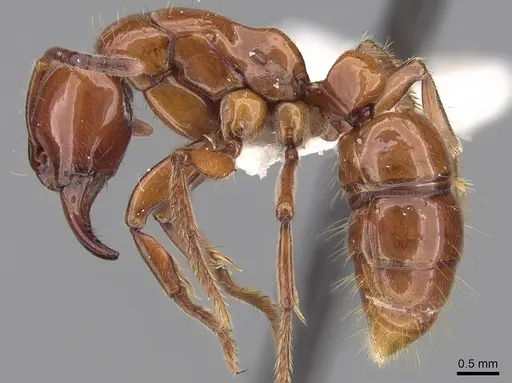 Centromyrmex hamulatus specimen