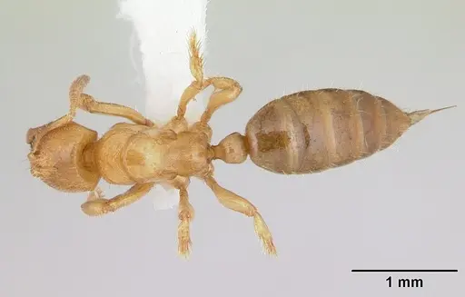 Centromyrmex longiventris specimen