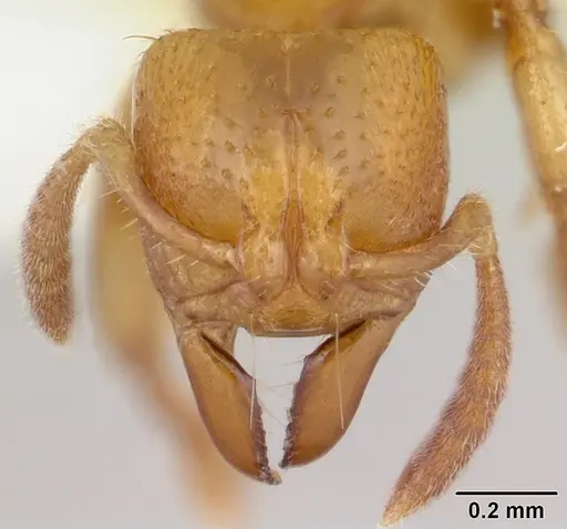 Centromyrmex longiventris specimen