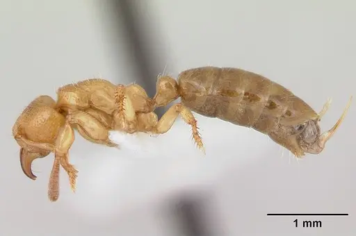 Centromyrmex longiventris specimen