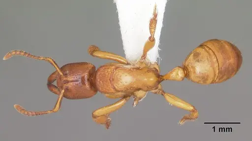 Centromyrmex praedator specimen