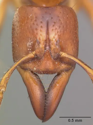 Centromyrmex praedator specimen