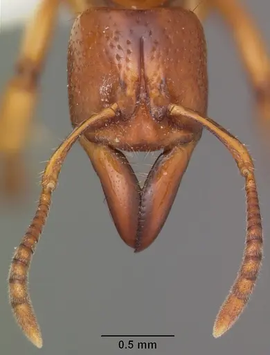 Centromyrmex praedator specimen