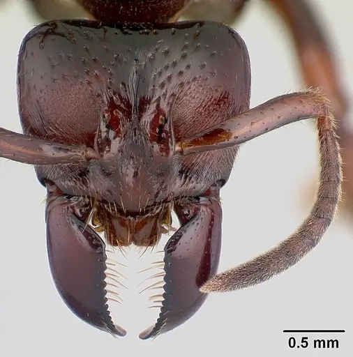 Centromyrmex raptor specimen