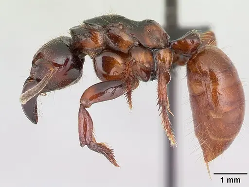 Centromyrmex raptor specimen