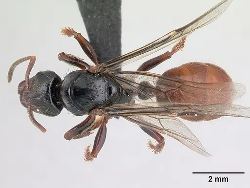 Centromyrmex raptor - CASENT0066882