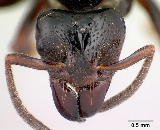 Centromyrmex raptor - CASENT0066882