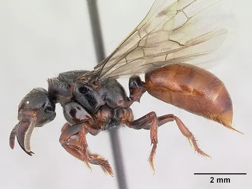 Centromyrmex raptor - CASENT0066882