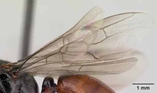 Centromyrmex raptor - CASENT0066882