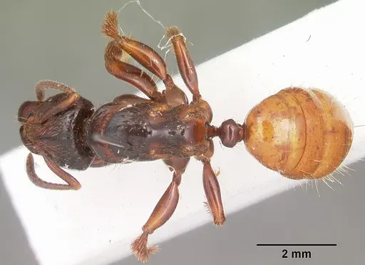 Centromyrmex raptor - CASENT0102927