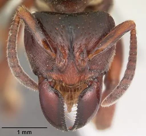 Centromyrmex raptor - CASENT0102927