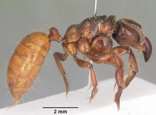 Centromyrmex raptor - CASENT0102927