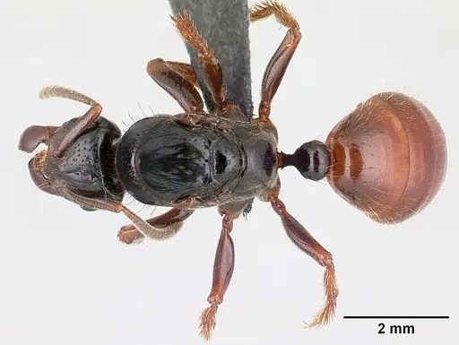 Centromyrmex raptor - CASENT0178746