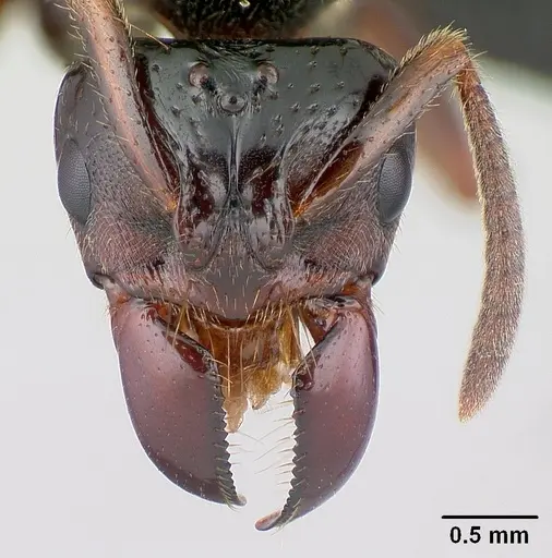 Centromyrmex raptor - CASENT0178746