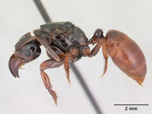 Centromyrmex raptor - CASENT0178746