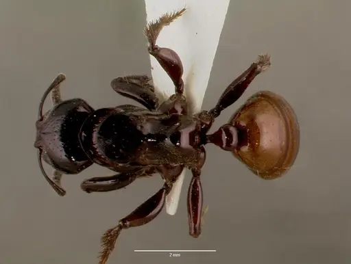 Centromyrmex raptor - SAM-HYM-C007416A
