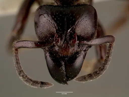 Centromyrmex raptor - SAM-HYM-C007416A