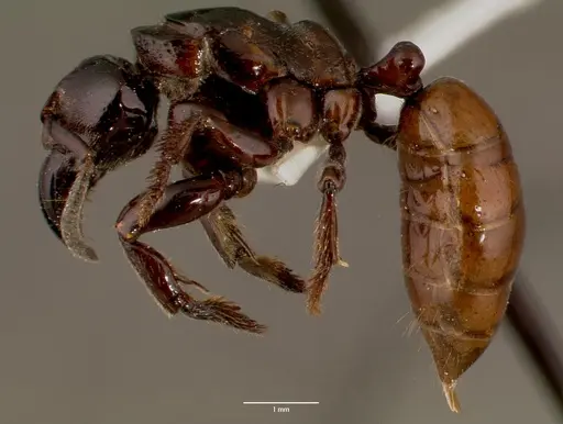 Centromyrmex raptor - SAM-HYM-C007416A
