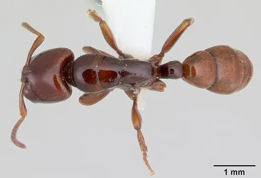 Centromyrmex secutor specimen