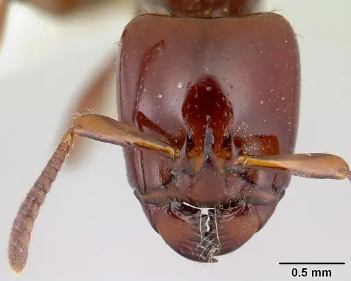 Centromyrmex secutor specimen