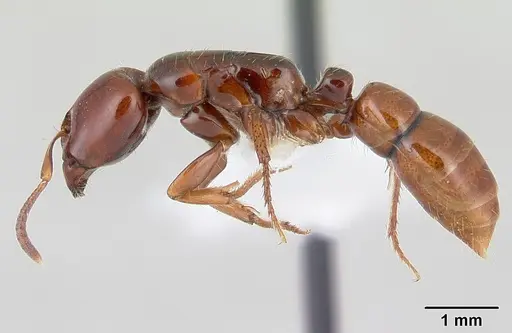 Centromyrmex secutor specimen