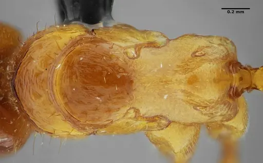 Centromyrmex sellaris specimen