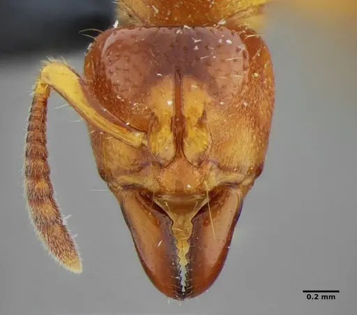 Centromyrmex sellaris specimen
