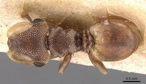 Cephalotes adolphi specimen