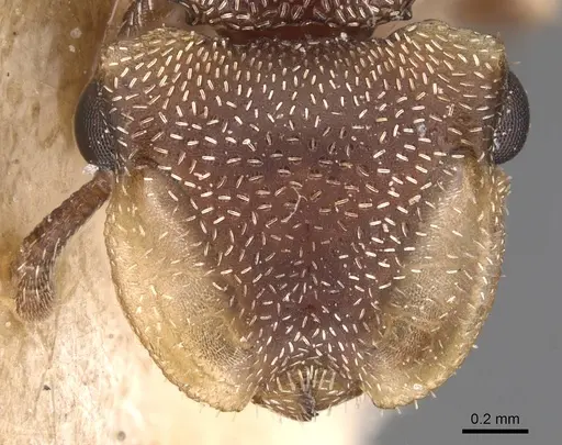 Cephalotes adolphi specimen