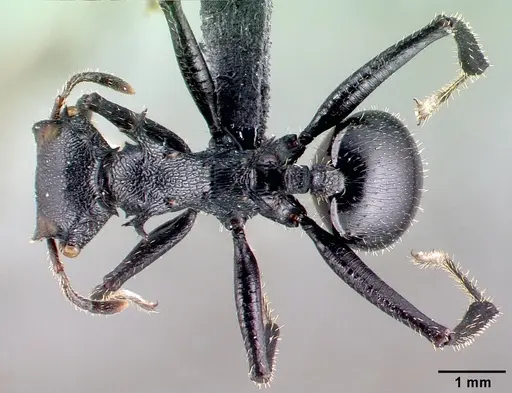 Cephalotes alfaroi specimen