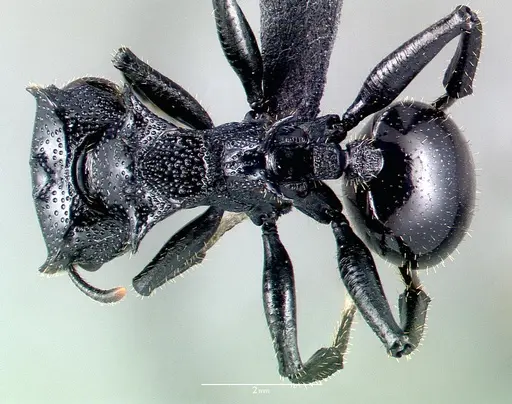 Cephalotes alfaroi - CASENT0040147