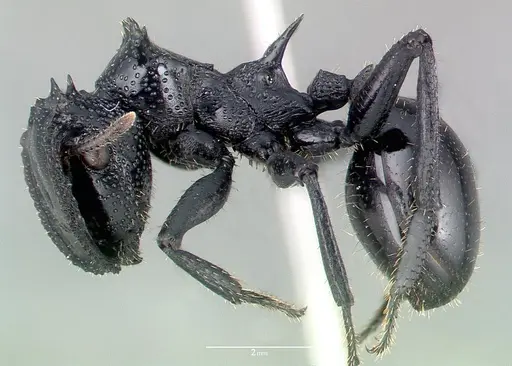 Cephalotes alfaroi - CASENT0040147