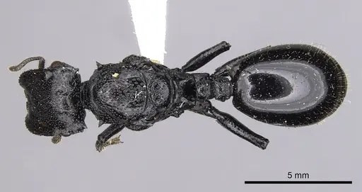 Cephalotes alfaroi - CASENT0627927