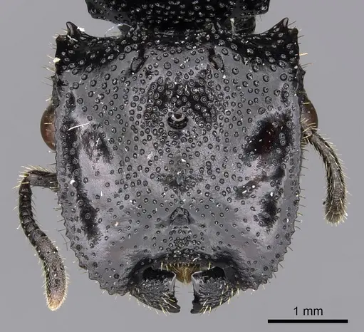 Cephalotes alfaroi - CASENT0627927