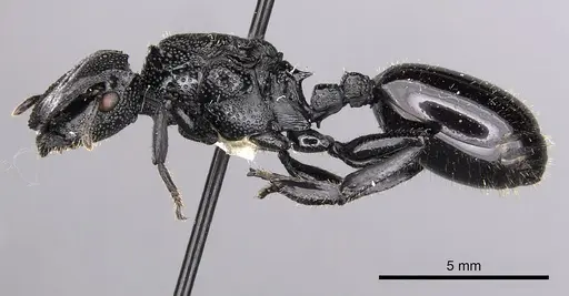 Cephalotes alfaroi - CASENT0627927