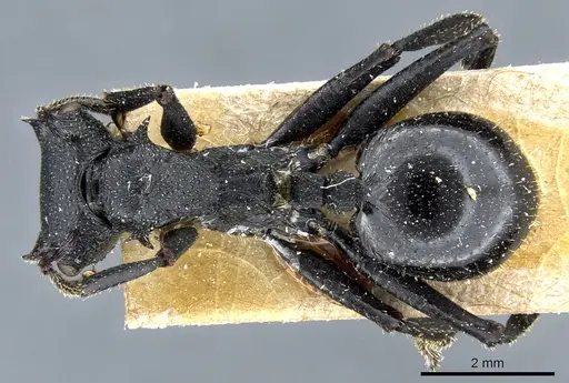 Cephalotes alfaroi - CASENT0904899