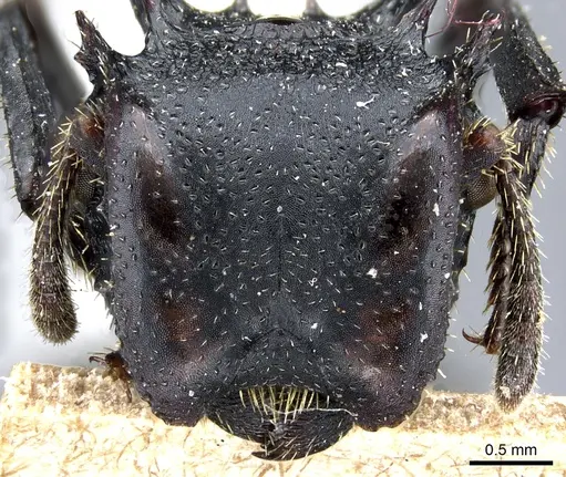 Cephalotes alfaroi - CASENT0904899