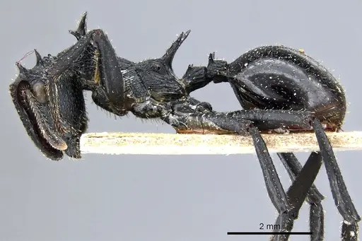 Cephalotes alfaroi - CASENT0904899