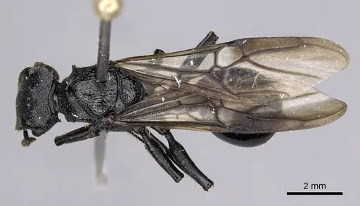 Cephalotes alfaroi - INBIOCRI001238137