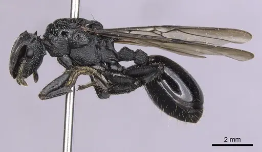 Cephalotes alfaroi - INBIOCRI001238137
