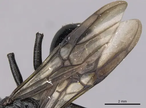 Cephalotes alfaroi - INBIOCRI001238137