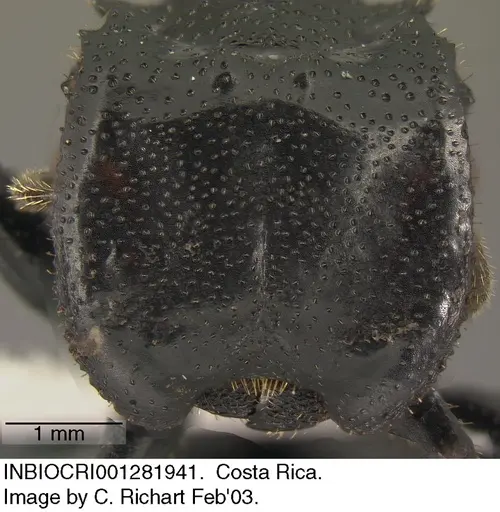 Cephalotes alfaroi - INBIOCRI001282941