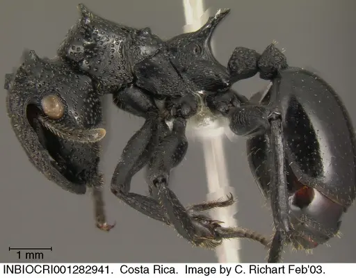 Cephalotes alfaroi - INBIOCRI001282941