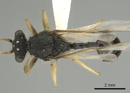 Cephalotes alfaroi - INBIOCRI002281566
