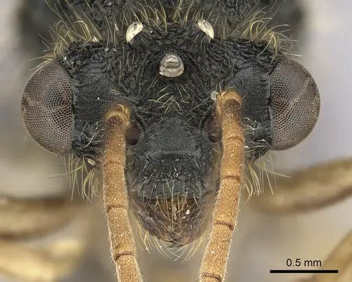 Cephalotes alfaroi - INBIOCRI002281566