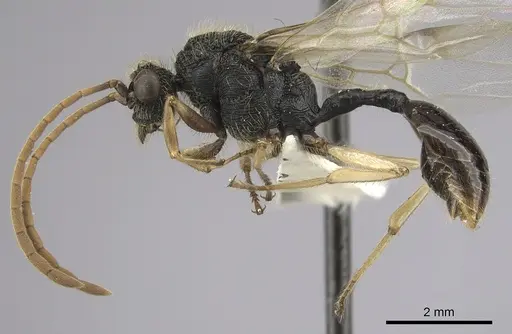 Cephalotes alfaroi - INBIOCRI002281566
