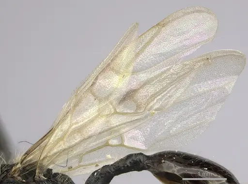 Cephalotes alfaroi - INBIOCRI002281566