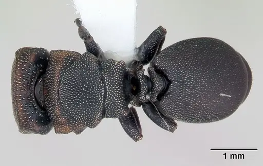 Cephalotes angustus specimen